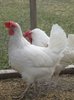 Leghorn 9