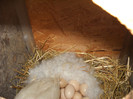 DSCN0863