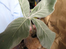 SINNINGIA leucotricha