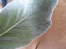SINNINGIA leucotricha  (frunza)