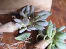 OTHONNA clavifolia