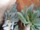 OTHONNA clavifolia
