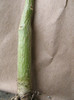 PACHYPODIUM decaryi