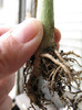 PACHYPODIUM decaryi