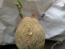 PYRENACANTHA malvifolia