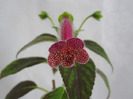 Kohleria Ampallang