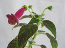 Kohleria Ampallang