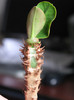 EUPHORBIA aureoviridiflora