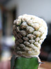 EUPHORBIA piscidermis