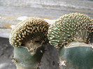 GEOHINTONIA mexicana f. cristata