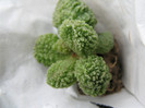 ADROMISCHUS marinae herrei f. green