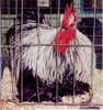 Birchen Cochin Bantam 1