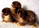 Birchen Cochin Bantam 3