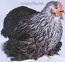 Birchen Cochin Bantam 5