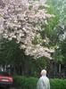 Prunus Serrulata