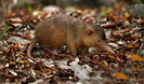 03-solenodon-2