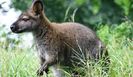 wallaby