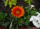 gazania