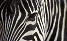 zebra-leopard-wallpapers_7206_2560x1600
