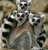 lemur8