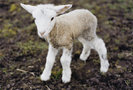 lamb1