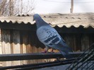 poooze 044