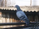 poooze 045