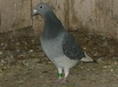 poooze 046