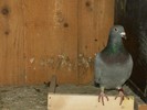 poooze 055