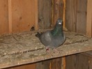 poooze 058