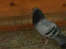 poooze 059