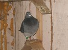 poooze 026