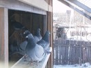 pooozediverse 003 (2)