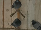 pooozediverse 006 (1)