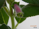 Strawberry Field 07-05-2011 astept cu nerabdare sa vad ce este