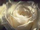 trandafiricata01[1]