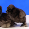 Black Silkie Bantam 3