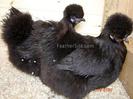 Black Silkie Bantam 6