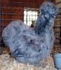 Blue Silkie Bantam 1