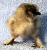 Blue Silkie Bantam 3