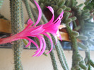 DSCN1095