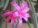 DSCN1096