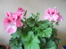 DSCN1099