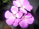 DSCN1119