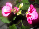 DSCN1121