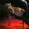 ghepard in noapte