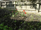 7-8 mai 2011 052