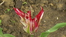 IMGA0392