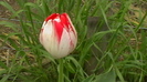 IMGA0394
