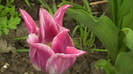 IMGA0395